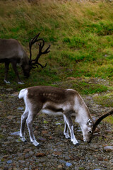 Reindeer grazing on the ground with lush green grass and a hillside in the background © Tetiana Filianina