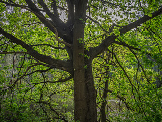 Obraz premium Bright Light Through The Leaves Of Big Oak Tree