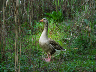 Greylag Derived Goose Standing Tall © david hutchinson