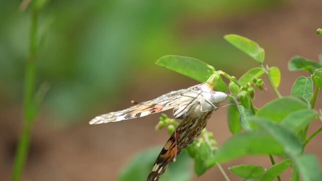 Close-up of a beautiful butterfly hanging upside down on a green plant stem in a lush garden, showcasing its intricate wing patterns while feeding on a tiny flower in the bright daylight.
