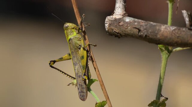 Macro close up of a large green grasshopper perched on a thin dry branch in the garden under bright sunlight. This wildlife video captures the detailed texture and features of the insect.