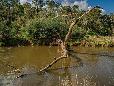 Massive Tree Right Across The River