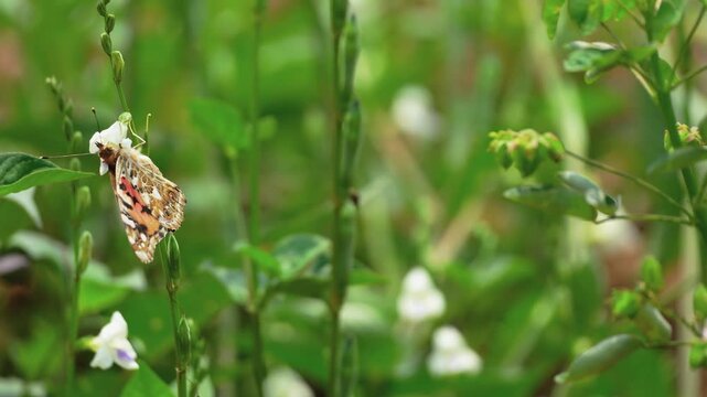 Beautiful brown butterfly perched on a small white wildflower in a lush green garden. Close-up shot of an insect pollinating in nature during a sunny day with soft bokeh background and greenery.