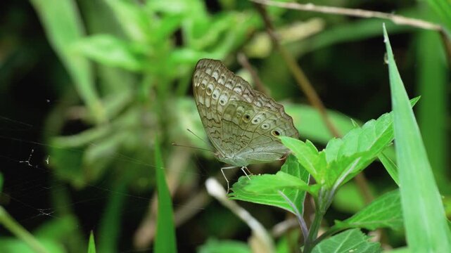 Macro shot of a Grey Pansy butterfly (Junonia atlites) perched on a vibrant green leaf in a tropical garden, displaying its intricate wing patterns and eyespots against a lush bokeh background.