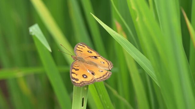 Vibrant Orange Peacock Pansy Butterfly Perched on a Green Blade of Grass in a Lush Rice Field, Macro Shot of Junonia Almana With Beautiful Eye Pattern Wings Resting in Tropical Nature Setting