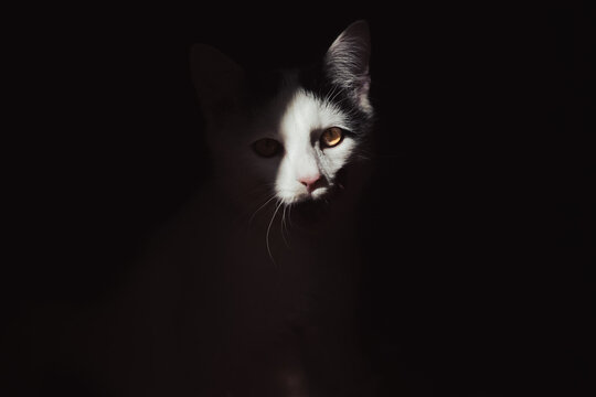 Black and White Cat Portrait in Dramatic Low Key Light with Copy Space