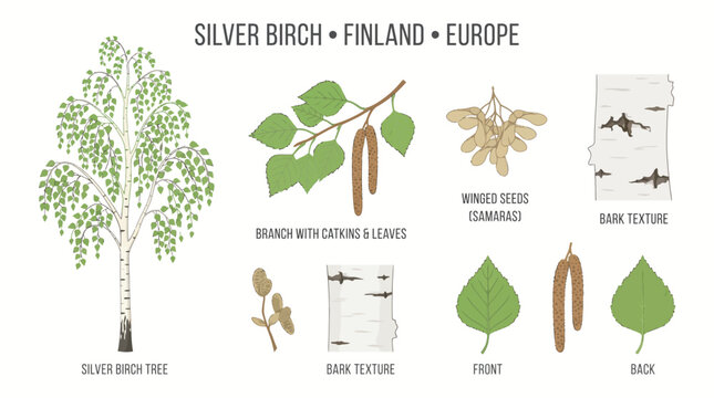Very beautiful realistic vector set of Silver Birch tree, delicate leaves, catkins, pale bark and small winged seeds, SILVER BIRCH &bull; FINLAND &bull; EUROPE, separate botanical elements with centered species