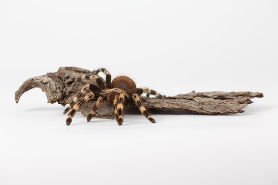 Large Hairy Tarantula Spider Resting on Tree Bark Against White Background
