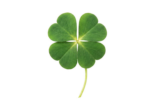 Vibrant Green Four Leaf Clover Symbolizing Luck and Fortune