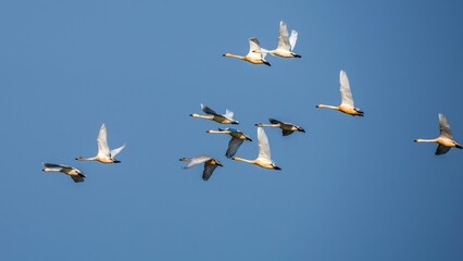Obraz premium flock of seagulls