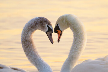 Heart of Swans © 颂 郭