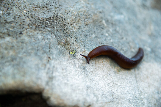 Brown slug crawling on a rough gray rock
