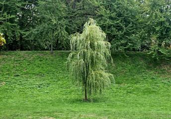 Naklejka premium Full shot of a young weeping willow tree standing on a green grassy slope with a background of dense mature green trees during day. 