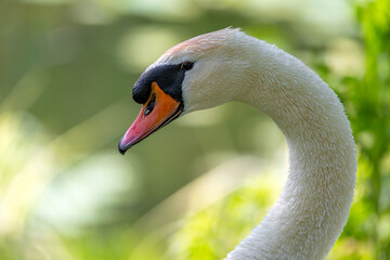 mute swan cygnus olor © 颂 郭