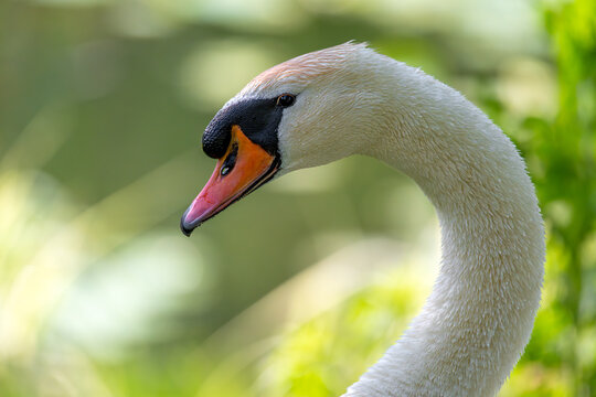 mute swan cygnus olor