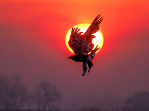 bird in the sunset