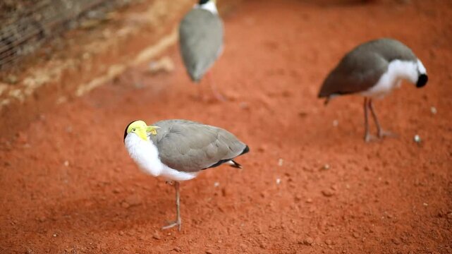 Masked lapwings standing on one leg and repeatedly turning their heads while resting and observing the surroundings