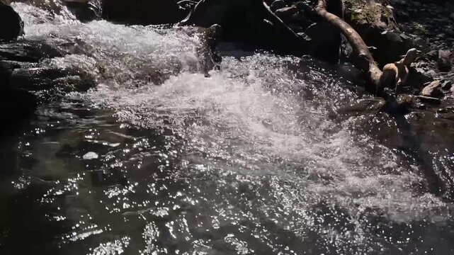 A mountain stream flows over rocks and small rapids in a forested Carpathian landscape.