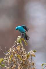 blue tit on a branch © Bai