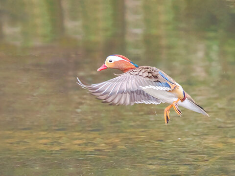 mandarin duck in the water