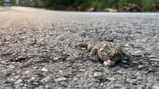 Extreme close up of dead toad killed by traffic on asphalt road
