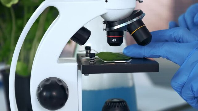 Scientist wearing blue protective gloves placing a green plant leaf on a microscope stage and adjusting the instrument in an indoor laboratory setting with natural foliage visible.