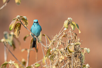 blue tit on a branch © Bai