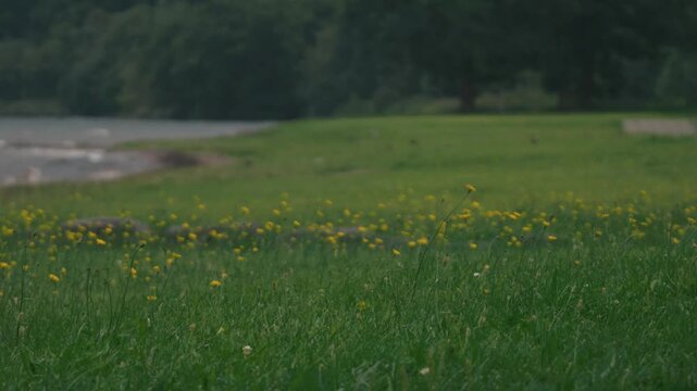 A lakeside grassy field filled with swaying dandelion flowers