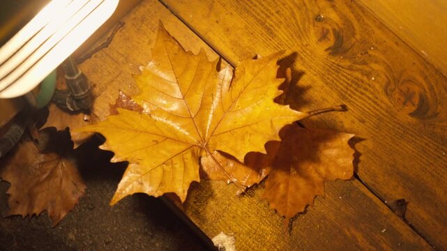Dry yellow sycamore leaf lying on wooden board illuminated by warm lamp light, camera moving downwards, top-down angle, autumn still life detail, smooth tilt.