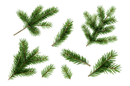 Set of green spruce pine branches with needles isolated on transparent background