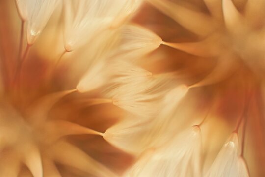 Autumnal background. Soft abstract gradient background, faded plant.