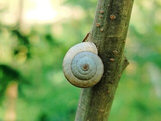 Small snail shell attached to a thin tree branch in high resolution close up © Sajid