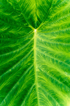 Detailed texture of a vibrant green tropical leaf structure