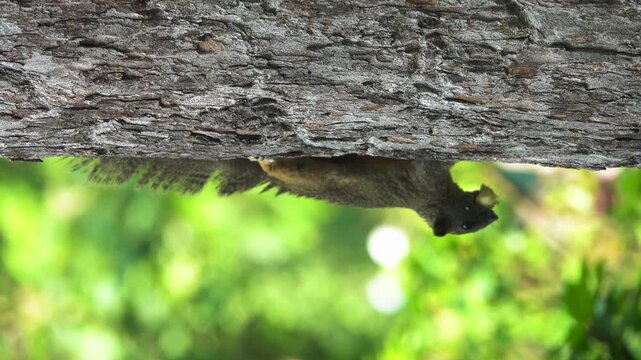 Adorable Striped Squirrel (Tamiops maritimus) Variegated squirrel, Layardi three-striped palm squirrel (Funambulus layardi) in Vietnam. Vertical video