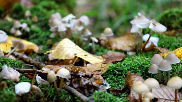 Small delicate mushrooms grow among bright green moss and fallen autumn leaves in a forest. The close-up macro shot detailedly demonstrates the natural forest microworld and moss texture.