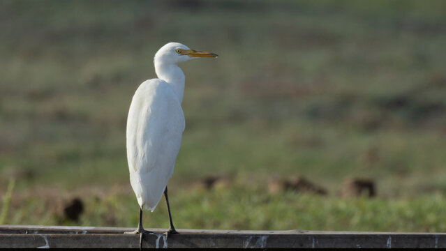 Cattle Egret (Bubulcus ibis) Standing in Wetland Habitat at Akrotiri Cyprus