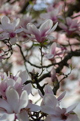 Magnolia soulangeana also called saucer magnolia flowering springtime tree with beautiful pink white flower on branches © Iva