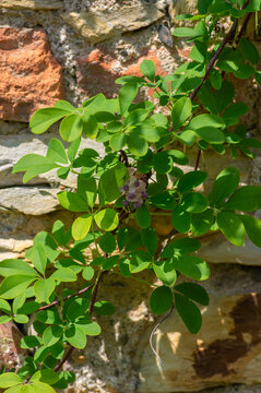 Akebia quinata beutiful creeping flowering plant, light pink purple five-leaf chocolate vine flowers in bloom
