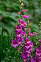 Pink foxglove flowers with distinctive spotted throats arranged along a tall flower spike, surrounded by unopened buds © Iva