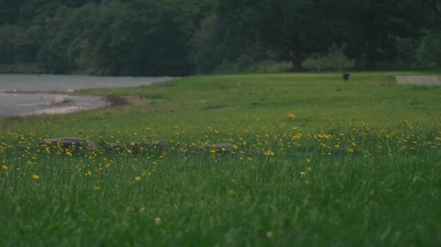 A lakeside grassy field filled with swaying dandelion flowers