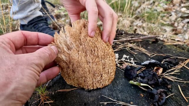 Resembles a brain, sponge, or cauliflower, consisting of tightly packed, wavy, ribbon-like curled frills.​Color: Cream, pale yellow, to light brownish ochre often darkening slightly with age or drying