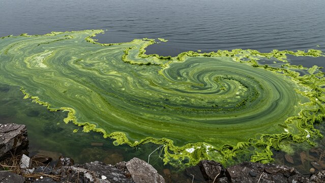 A toxic green algae bloom spreads across a calm water surface near rocky shores, illustrating environmental pollution and ecological imbalance.