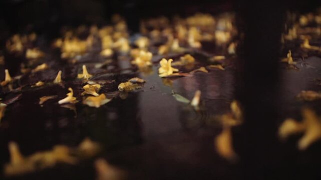 Raindrops create gentle ripples around the flowers, evoking a mood that is melancholic, serene, and aesthetic.