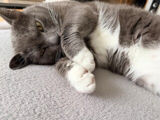 Cute gray and white cat sleeping with paw on nose  © Jaanika