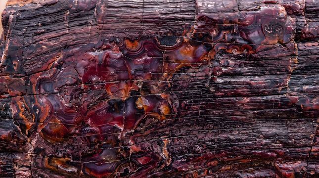 Extreme close up of textured petrified wood surface showing vibrant polished amber and deep red agate gemstone deposits embedded within rough ancient fossilized bark tree trunk log