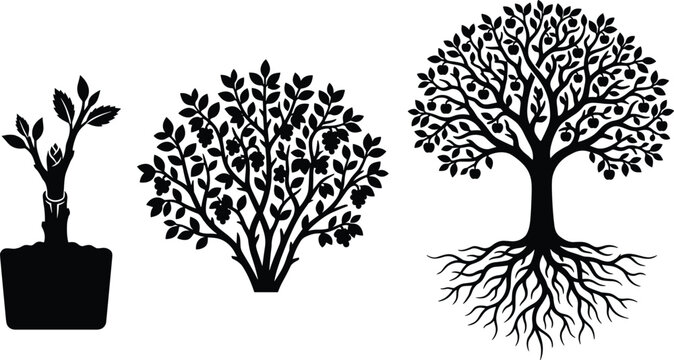 Set of black tree growth stages silhouettes including sapling, bush, and mature apple tree with roots vector