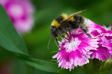 Gartenhummel (Bombus hortorum) mit ausgefahrenem Rüssel auf Nektarsuche auf einer Bartnelke (Dianthus barbatus) - Bad Mergentheim, Deutschland © Robert Schneider