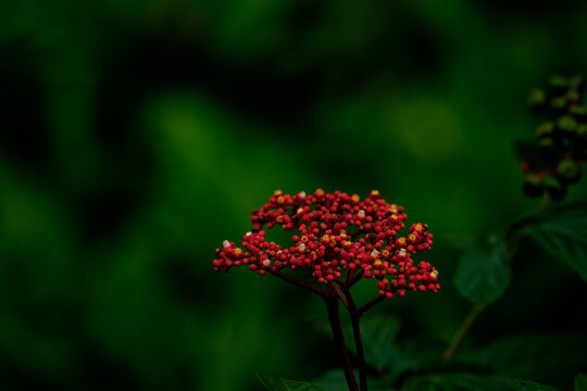 Close-up of vibrant red Red Leea flower buds blooming against a moody dark green bokeh background in nature