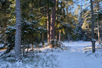 Bialowieza forest winter woodland with snow path © Aleksander Bolbot
