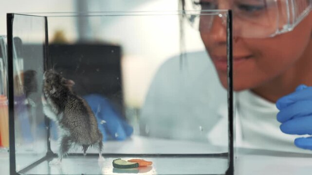 Black scientist wearing safety glasses and gloves observing a hamster eating vegetables inside a clear container in a laboratory setting. Close-up view.